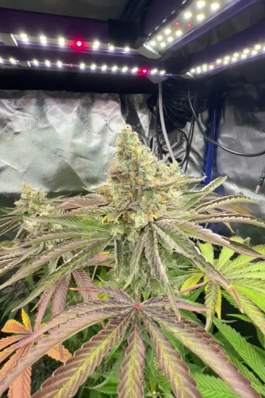 Gorilla Melon - Indoor Plant Finishing Under LED Lights
