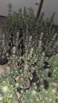 Instagram Mendo Guava Auto™