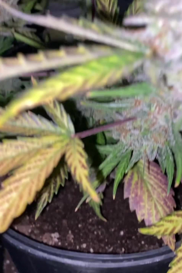 Purple Lemonade Auto - Purple Flowering Plant with Yellow Leaves