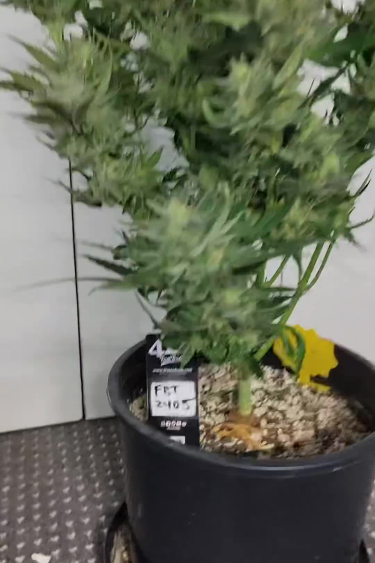 Papaya Cookies Auto - Plant Shape and Size in Early Flower