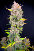 Instagram Papaya Cookies Auto™