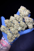Instagram Sour Jealousy Auto™