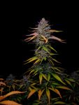 Instagram Banana Guava Auto™