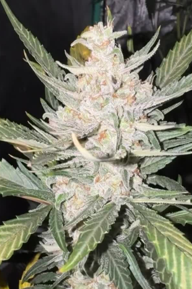 Sour Diesel Auto - White Frosty Cola in Full Bloom