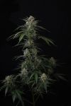 Instagram Banana Guava Auto™