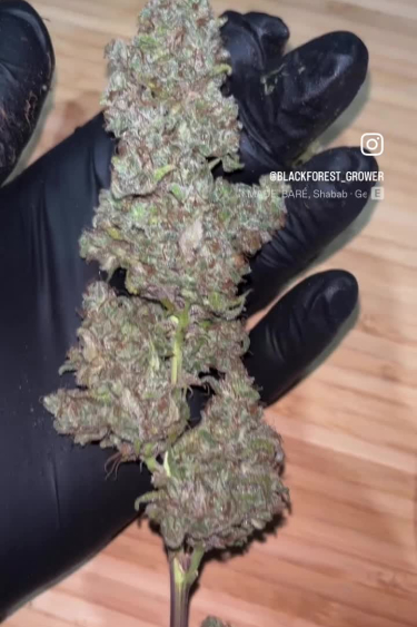 Gelato Auto - Freshly Returned Cola with Heavy Frost Coverage