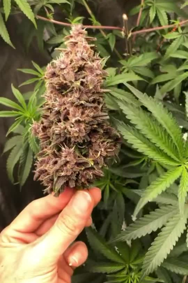 Purple Lemonade Auto - Purple Main Cola Before Return
