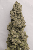 Instagram Sour Jealousy Auto™