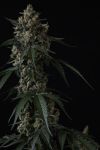 Instagram Banana Cherry Cookies Auto™