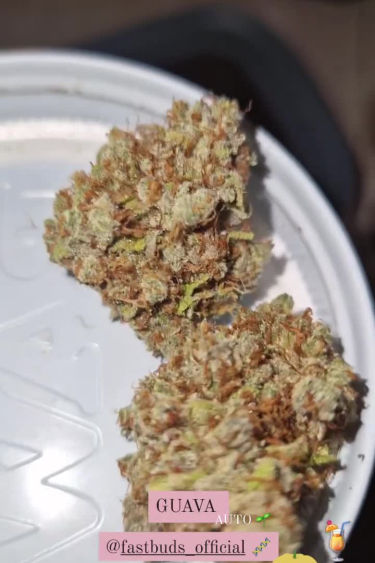 Guava Auto - Dried Buds Showing Return Size and Structure