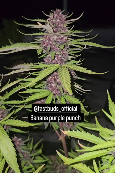 Banana Purple Punch Auto - Purple Main Cola Near Return