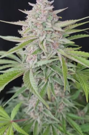 Strawberry Pie Auto - Pink Pistils and Frosty Colas Before Return