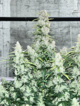 Instagram Gorilla Cookies Auto