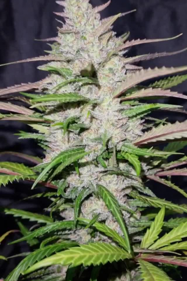 Forbidden Runtz Auto - Purple Frosty Cola and Green Leaves