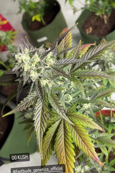 OG Kush Auto - Frosty Flowering Bud with Yellow Leaves