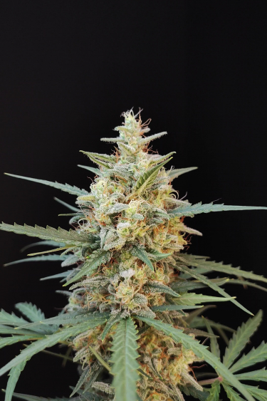 Chemdawg Auto - Late Flower Frost and Bud Structure Before Return