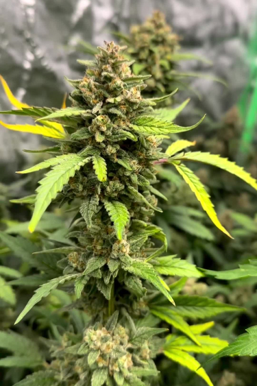 Big Bud Auto - How Large Do the Colas Get?