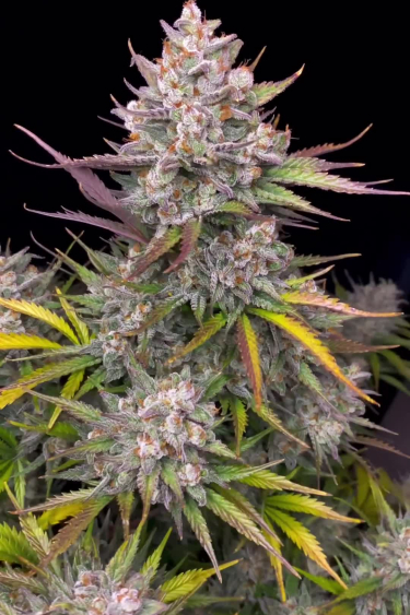 Apple Strudel Auto - Purple Main Cola Near Return
