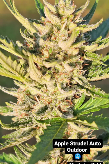 Apple Strudel Auto - Outdoor Buds Developing in Full Sun