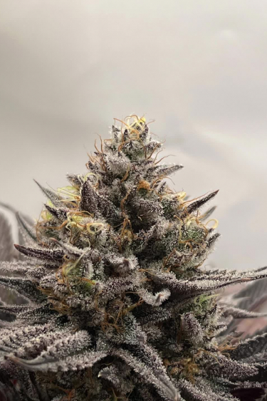 Purple Lemonade FF - Frosty Top Bud with Purple Sugar Leaves