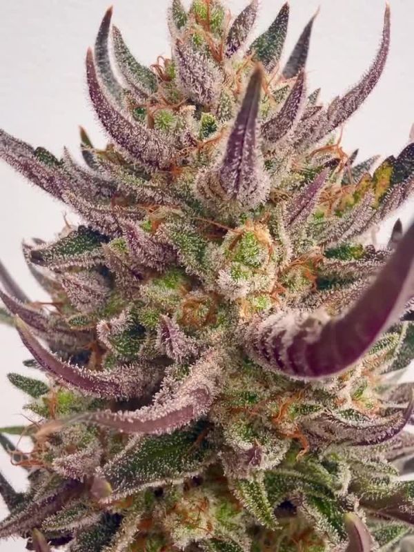RF3 Genetics Dripping in Flavor