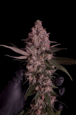 Instagram Purple Lemonade FF
