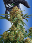 Instagram Strawberry Gorilla Auto