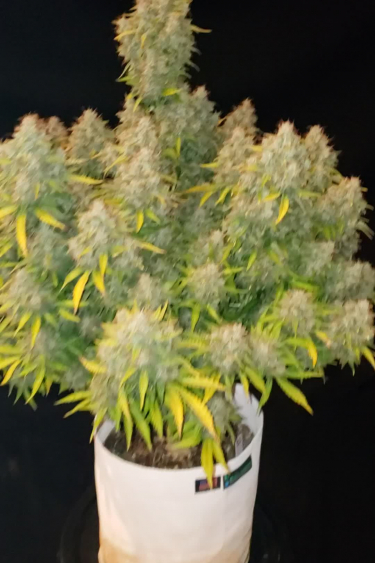 Cinderella Auto - Bushy Flowering Plant with Multiple Colas