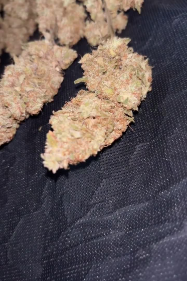 Gelato Auto - Collection of Trimmed Buds After Drying