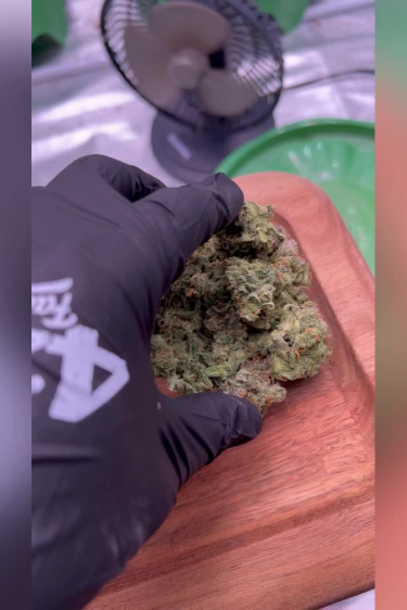 Tropicana Cookies Auto - How Dense Are the Dried Nugs After Return?
