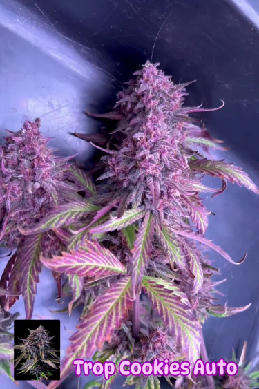 Tropicana Cookies Auto - Neon Purple Colas Under Blurple Lighting