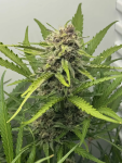 Instagram Lemon Tree Auto™