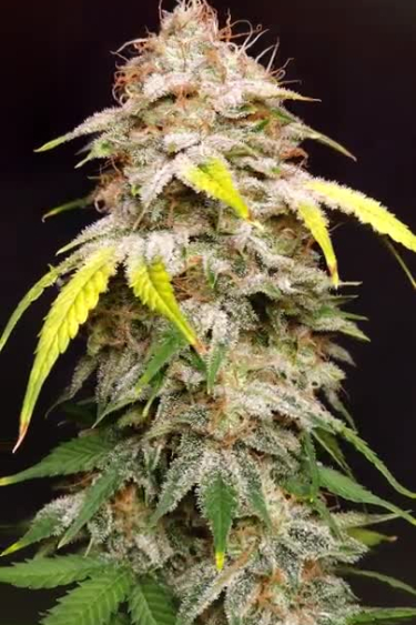 Sour Diesel Auto - Large Main Cola Near Return