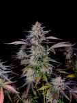 Instagram Guava Sundae Auto™