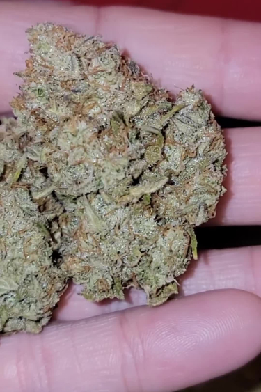Sour Jealousy Auto - Large Dried Bud in Hand