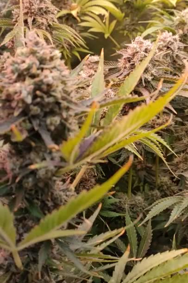 Lemon Mandarin - Frosty Purple Cola with Yellow Leaves