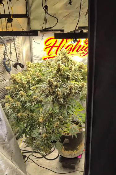 Gorilla Cookies Auto - Large Indoor Plant Under Grow Lights