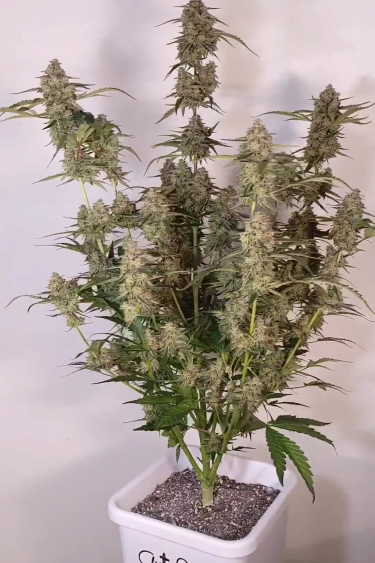 Wedding Glue Auto - Multi-Cola Plant Structure in a Small Pot