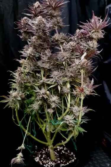 Gorilla Cookies FF - Full Plant with Purple Hues and Frosty Buds