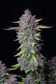 Instagram Purple Punch Auto
