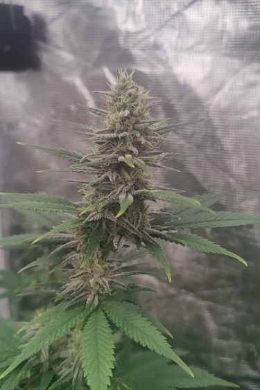 Wedding Cheesecake FF - Main Cola Development in the Grow Tent