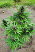 Instagram Purple Lemonade Auto