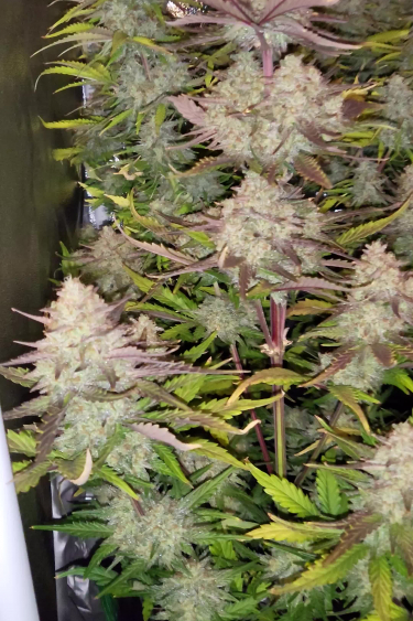 Mix Pack Auto - Frosty Colas from Different Seeds in One Tent