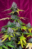 Instagram Strawberry Gorilla Auto