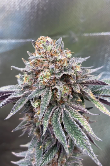 Papaya Sherbet - Mature Okous Cola Before Return