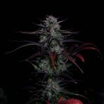 Instagram Banana Guava Auto™