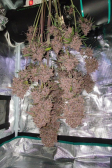 Instagram Lemon Cherry Cookies Auto
