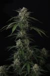 Instagram Banana Guava Auto™