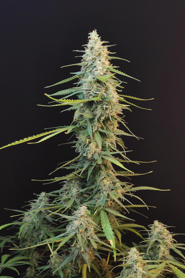 Sour Diesel Auto - Top Cola with Orange Pistils in Mid Flower