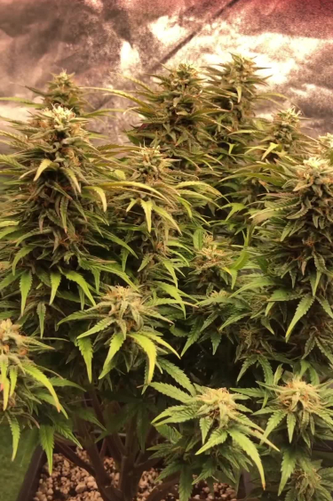 Sour Diesel Auto - Dense Canopy of Sat Colas Under Grow Lights